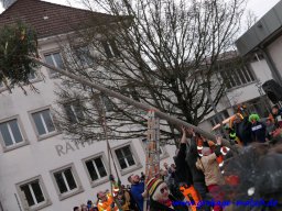 narrenbaum_stellen_015