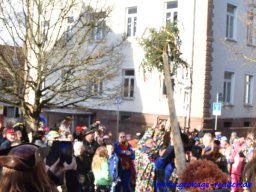 narrenbaum_stellen_13