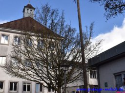 narrenbaum_stellen_18
